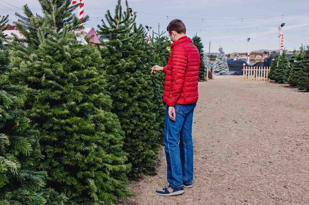 Choosing the Right Christmas Tree