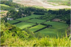 How Big Is 5 Acres? A Complete Guide to Visualizing and Using This Land Size