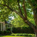 How Proper Pruning Encourages Healthier Tree Growth