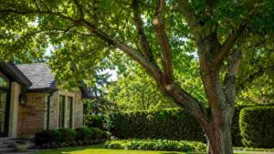 How Proper Pruning Encourages Healthier Tree Growth