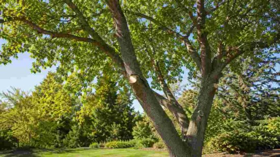 Reducing the Risk of Disease and Pest Infestations