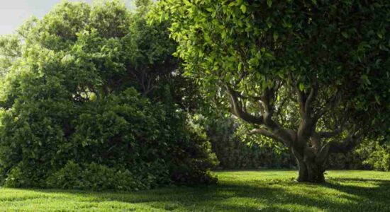 Understanding the Purpose of Pruning